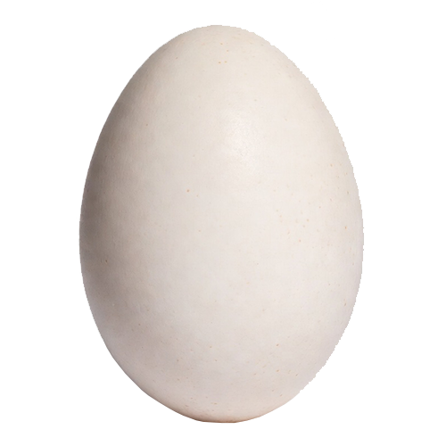 Domaća jaja