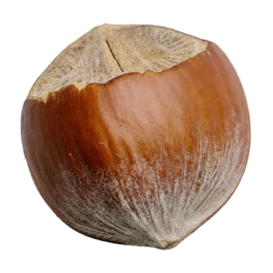 Lešnik