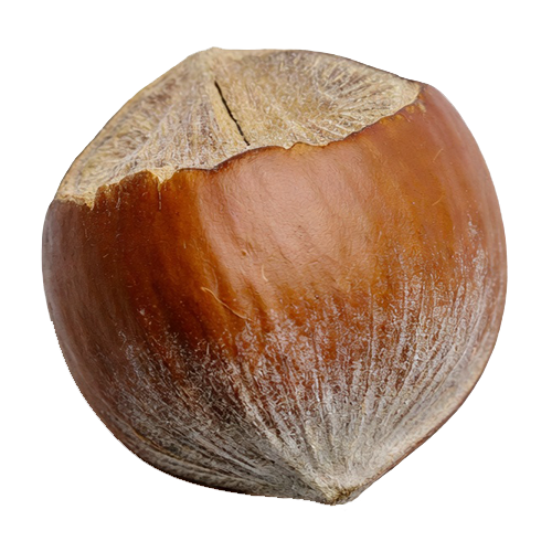 Lešnik